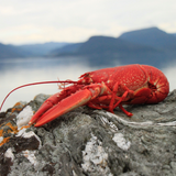 Kreeft (21 juni – 22 juli)