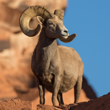 Ram (21 maart – 19 april)