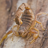 Schorpioen (23 oktober – 21 november)