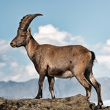 Steenbok (22 december – 19 januari)