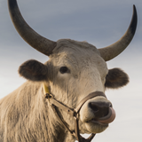 Stier (20 april – 20 mei)